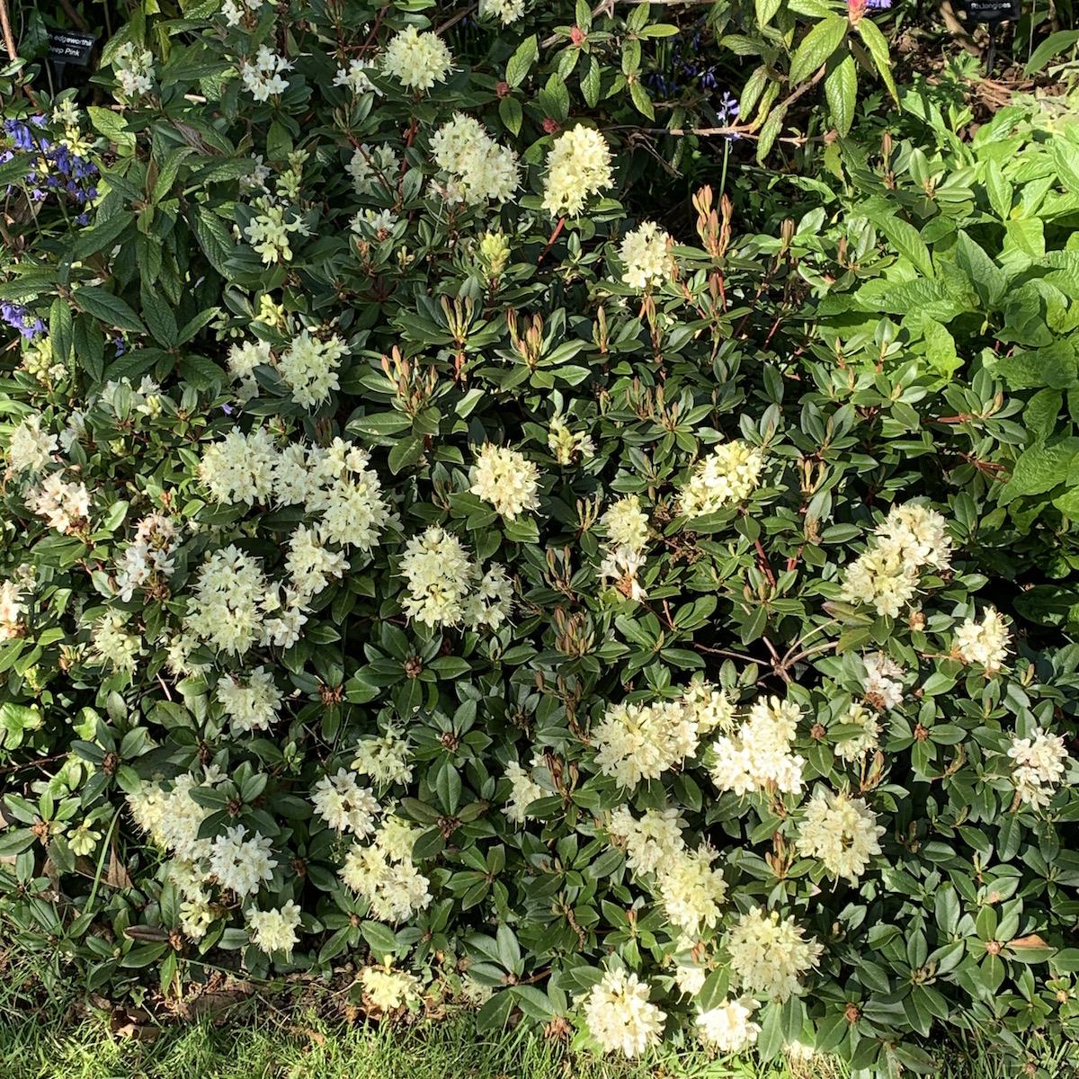 R. hanceanum Nanum Group 'Canton Consul' AM